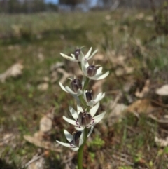 Wurmbea dioica subsp. dioica (Early Nancy) at Majura, ACT - 12 Sep 2015 by AaronClausen