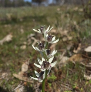 Wurmbea dioica subsp. dioica at Majura, ACT - 12 Sep 2015