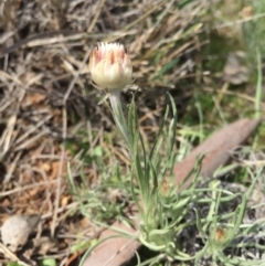 Leucochrysum albicans subsp. tricolor (Hoary Sunray) at Majura, ACT - 12 Sep 2015 by AaronClausen