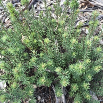 Unidentified at Mount Majura - 12 Sep 2015 by AaronClausen