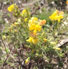 Gompholobium huegelii at Hackett, ACT - 12 Sep 2015 11:30 AM