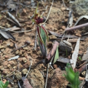 Caladenia actensis at suppressed - 12 Sep 2015