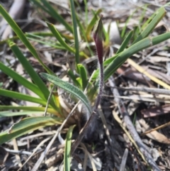 Caladenia actensis at suppressed - 12 Sep 2015