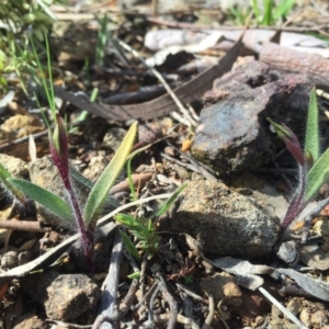 Caladenia actensis at suppressed - 12 Sep 2015