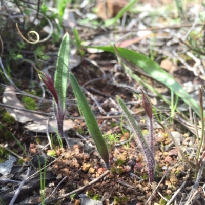 Caladenia actensis (Canberra Spider Orchid) at Hackett, ACT - 11 Sep 2015 by AaronClausen