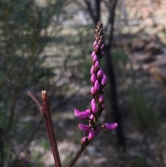 Indigofera australis subsp. australis at Hackett, ACT - 12 Sep 2015