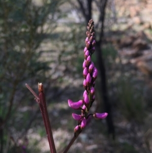 Indigofera australis subsp. australis at Hackett, ACT - 12 Sep 2015 11:57 AM