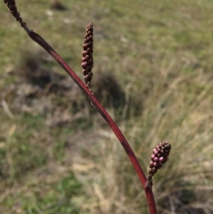 Indigofera australis subsp. australis at Hackett, ACT - 12 Sep 2015 12:00 PM