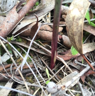 Unidentified at Mount Majura - 12 Sep 2015 by AaronClausen