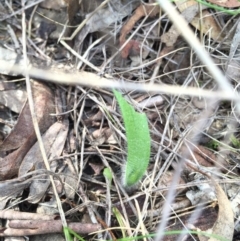 Caladenia sp. (A Caladenia) at Canberra Central, ACT - 12 Sep 2015 by AaronClausen