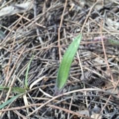 Caladenia actensis (Canberra Spider Orchid) at Canberra Central, ACT - 12 Sep 2015 by AaronClausen