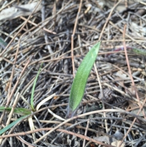 Caladenia actensis at suppressed - 12 Sep 2015