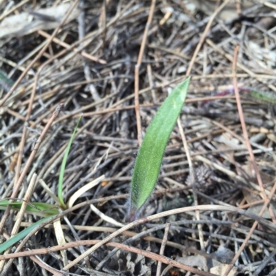 Caladenia actensis (Canberra Spider Orchid) at Canberra Central, ACT - 12 Sep 2015 by AaronClausen