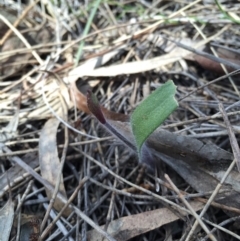 Caladenia actensis at suppressed - suppressed