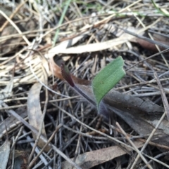 Caladenia actensis at suppressed - 12 Sep 2015