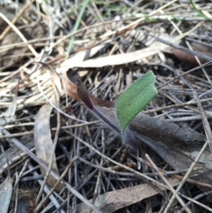 Caladenia actensis at suppressed - suppressed