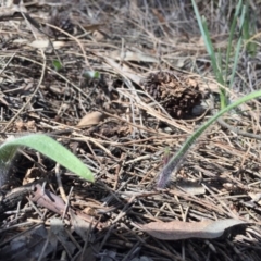 Caladenia actensis at suppressed - 12 Sep 2015