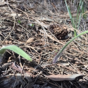 Caladenia actensis at suppressed - suppressed