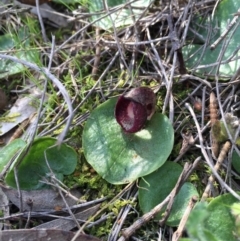 Corysanthes incurva (Slaty Helmet Orchid) at Canberra Central, ACT - 12 Sep 2015 by AaronClausen