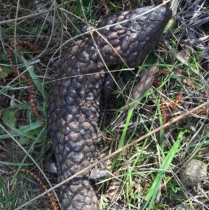 Tiliqua rugosa at Canberra Central, ACT - 12 Sep 2015 01:40 PM