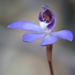 Cyanicula caerulea (Blue Fingers, Blue Fairies) at Percival Hill - 12 Sep 2015 by gavinlongmuir