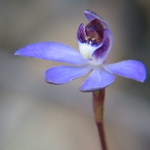 Cyanicula caerulea at Nicholls, ACT - 12 Sep 2015