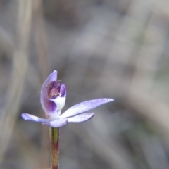 Cyanicula caerulea at Nicholls, ACT - 12 Sep 2015