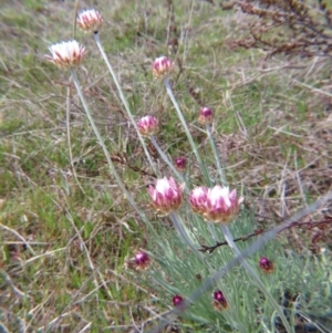 Leucochrysum albicans subsp. tricolor at Crace, ACT - 12 Sep 2015 01:26 PM