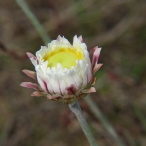 Leucochrysum albicans subsp. tricolor at Crace, ACT - 12 Sep 2015 01:26 PM