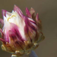 Leucochrysum albicans subsp. tricolor at Crace, ACT - 12 Sep 2015 01:26 PM