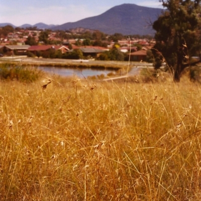 Themeda triandra (Kangaroo Grass) at Conder, ACT - 15 Feb 1999 by MichaelBedingfield