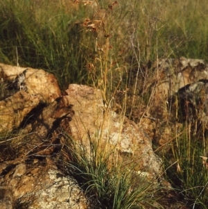 Themeda triandra at Bonython, ACT - 25 Feb 2007