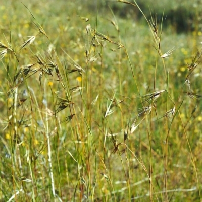 Themeda triandra (Kangaroo Grass) at Conder, ACT - 6 Dec 2000 by michaelb