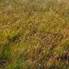 Themeda triandra (Kangaroo Grass) at Conder, ACT - 17 Dec 1999 by MichaelBedingfield