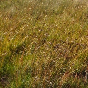 Themeda triandra at Conder, ACT - 17 Dec 1999