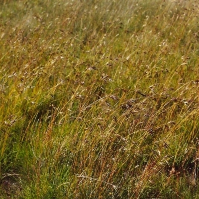 Themeda triandra (Kangaroo Grass) at Tuggeranong Hill - 16 Dec 1999 by michaelb