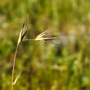 Themeda triandra at Banks, ACT - 1 Nov 2000