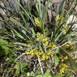 Lomandra bracteata at Majura, ACT - 13 Sep 2015