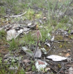 Caladenia actensis (Canberra Spider Orchid) at Majura, ACT - 13 Sep 2015 by SilkeSma