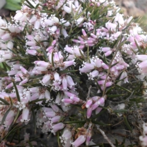 Lissanthe strigosa subsp. subulata at Majura, ACT - 13 Sep 2015 09:38 AM