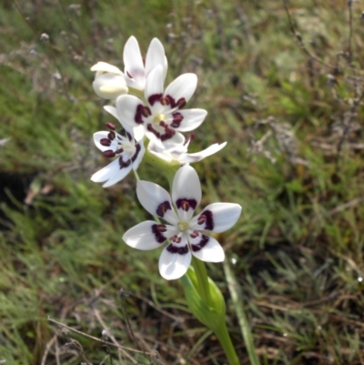 Wurmbea dioica subsp. dioica (Early Nancy) at Majura, ACT - 13 Sep 2015 by SilkeSma