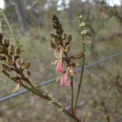 Indigofera adesmiifolia (Tick Indigo) at Majura, ACT - 13 Sep 2015 by SilkeSma