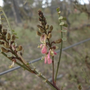 Indigofera adesmiifolia at Majura, ACT - 13 Sep 2015