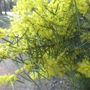 Acacia boormanii at Majura, ACT - 13 Sep 2015