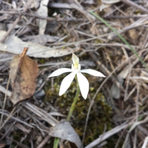 Caladenia fuscata at Canberra Central, ACT - 12 Sep 2015