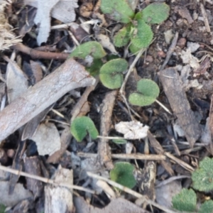 Dichondra repens at Majura, ACT - 13 Sep 2015