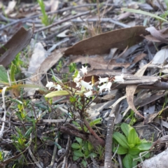 Cryptandra amara at Hackett, ACT - 13 Sep 2015 12:00 AM