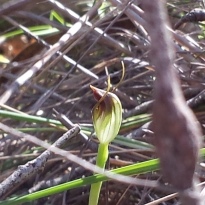 Pterostylis pedunculata (Maroonhood) at P11 - 12 Sep 2015 by MattM