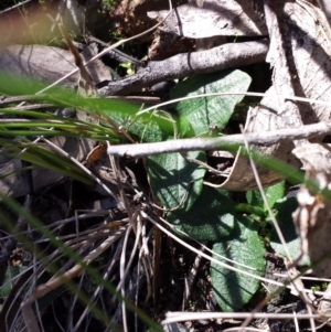 Pterostylis pedunculata at Hackett, ACT - 13 Sep 2015