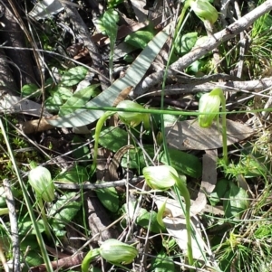 Pterostylis nutans at Hackett, ACT - 13 Sep 2015